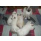 Heilige Birma - Katze