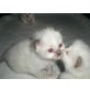 Heilige Birma - Katze
