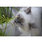 Heilige Birma - Katze