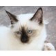 Heilige Birma - Katze
