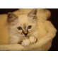 Heilige Birma - Katze