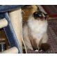 Heilige Birma - Katze