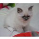 Heilige Birma - Katze
