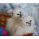 Heilige Birma - Katze