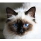 Heilige Birma - Katze