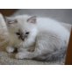 Heilige Birma - Katze