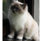 Heilige Birma - Katze