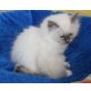 Heilige Birma - Katze