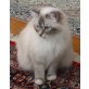 Heilige Birma - Katze