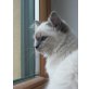 Heilige Birma - Katze