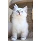 Heilige Birma - Katze