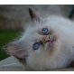 Heilige Birma - Katze