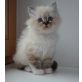 Heilige Birma - Katze