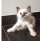 Heilige Birma - Katze
