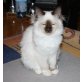 Heilige Birma - Katze