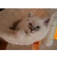 Heilige Birma - Katze