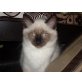 Heilige Birma - Katze