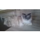 Heilige Birma - Katze