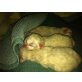 Heilige Birma - Katze