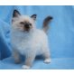 Heilige Birma - Katze