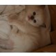 Heilige Birma - Katze