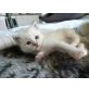 Heilige Birma - Katze
