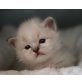 Heilige Birma - Katze