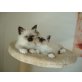 Heilige Birma - Katze
