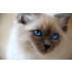 Heilige Birma - Katze