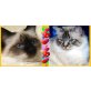 Heilige Birma - Katze