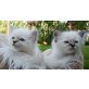 Heilige Birma - Katze
