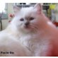 Heilige Birma - Katze