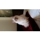 Heilige Birma - Katze