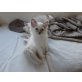 Heilige Birma - Katze