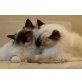Heilige Birma - Katze