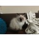 Heilige Birma - Katze