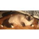 Heilige Birma - Katze