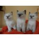 Heilige Birma - Katze
