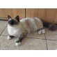 Heilige Birma - Katze
