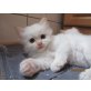 Heilige Birma Kitten, Heilige Birma - Katze