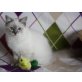 Heilige Birma Prinzen, Heilige Birma - Kater