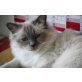 Heilige Birma Prinzessin, Heilige Birma - Katze