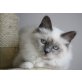 Heilige Birma Prinzessin, Heilige Birma - Katze