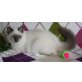 Heilige Birma blue point, Heilige Birma - Katze