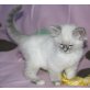 Heilige Birma blue tabby, Heilige Birma - Kater