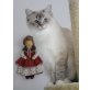 Heilige Birma blue tabby, Heilige Birma - Katze