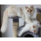 Heilige Birma crem tabby, Heilige Birma - Kater