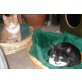 Heinrich + Hermann, EKH - Kater