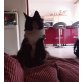 Hejda, Norwegische Waldkatze - Katze