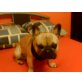 Hektor, Französische Bulldogge - Rüde